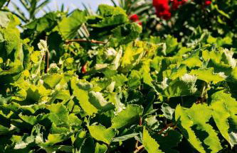 Mikra Bay Vineyard Guesthouses - Foto 40