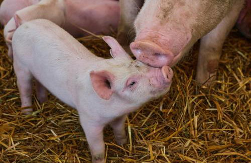 Villa Bessa Nature & Spa - Foto 15