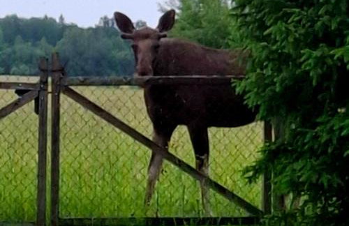 Dwór Na Otulinie - Foto 5