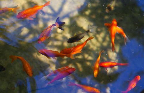 Relax tiny villas 40 meters of the beach - Photo 31