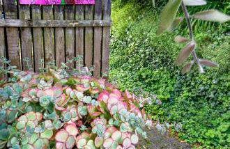 Ferienhaus ROSENHOF Vulkaneifel - Foto 7