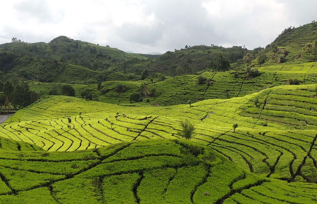 Excursión privada a las plantaciones de té y cascada Cimahi - Foto 1