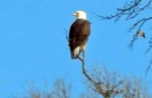 Gerrie's Place at Figment Ranch Foundation Animal Sanctuary near Round Top Texas - Foto 35