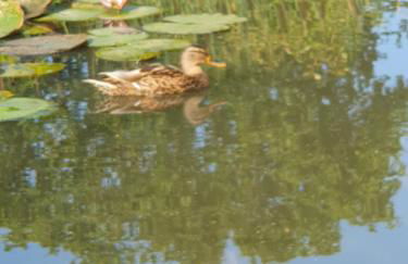 Large private home with small lake and garden - Photo 26