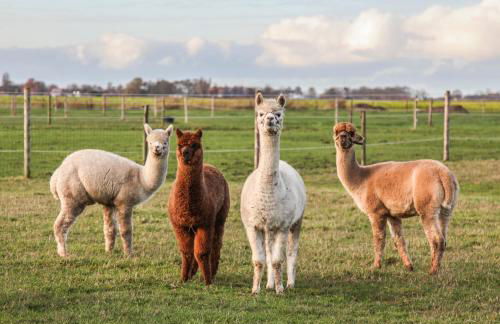 Bungalow auf Ferienhof Janssen - Photo 8