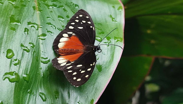 Botanical Garden of Quindío Visit - Foto 2