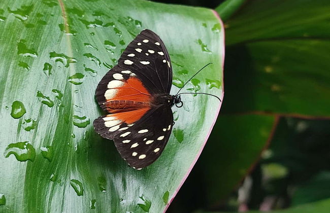 Excursão ao Jardim Botânico do Quindío - Photo 3