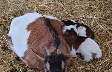 Gite "la nature" - Foto 24