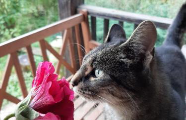 Jabłkowo-na skraju Puszczy Boreckiej ŚNIADANIA W CENIE - Foto 74