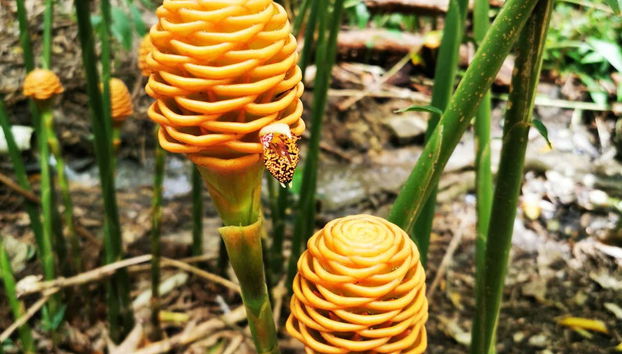 Puerto Plata & Taino Valley Tour - Photo 2, Taino Valley's endemic flora