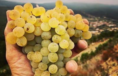 Quinta da Penada - Vineyard & Winery - Suíte 3 - Foto 13