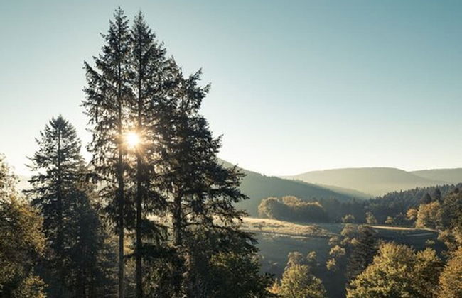 Schweizerhaus Alpirsbach - Foto 56