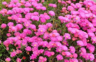 Casa Francesca Ponza - Foto 12