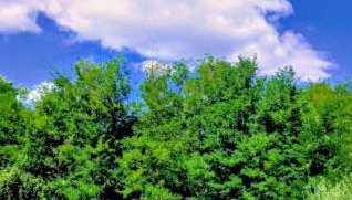 Vila Green Silence - Foto 5