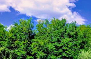 Vila Green Silence - Photo 5