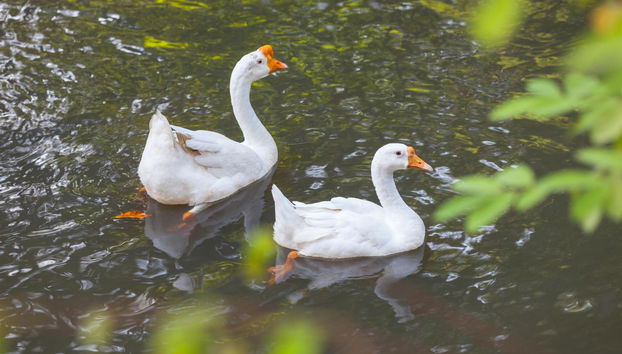 Fisherman Way Beach Villa - Foto 5