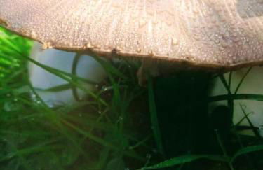 Agréable chalet en bois et son extérieur - Foto 20