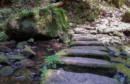 Schwarzwald Moment am Monbachtal - Foto 20