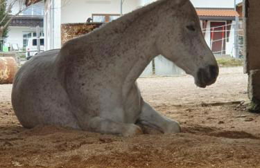 Ponyhof Schöllang - Foto 22