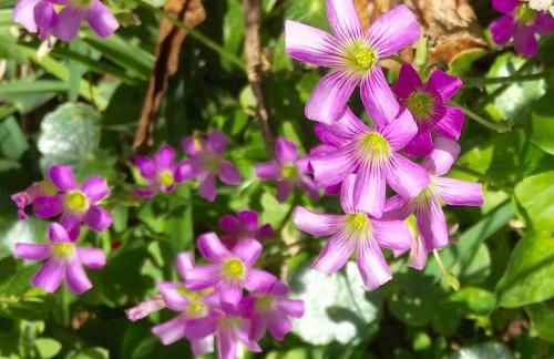 JoaquinaHouse Paraíso exclusivo, acesso a praia - Foto 16