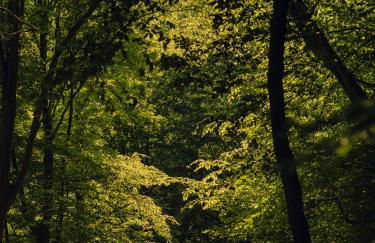 Green View Tornow - Foto 22