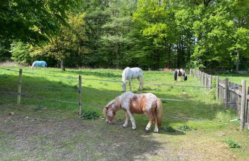 Mühlenbach Kotten- Bauernhofurlaub mit Hund und Pferd - Foto 12