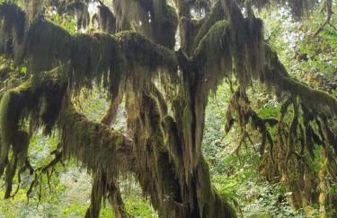 A Relaxing Getaway SolDuc 1 - Foto 42