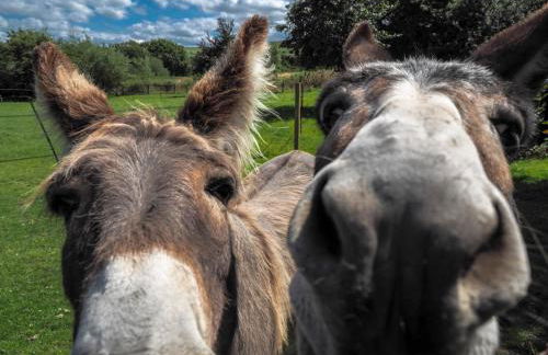 Blaencwm Cottages - Foto 9