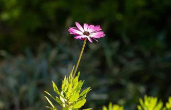 Physis Country House Near Matala Beach & Faistos - Foto 39