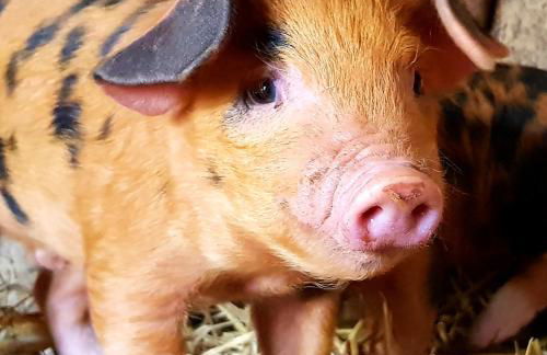 Bastle Retreats Cabin with hot tub - Foto 28