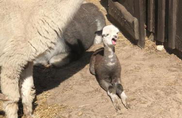 Ferienwohnung Bungenhof Alpacas - Foto 9