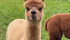 The Granary Smeeth - Foto 4