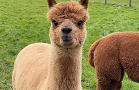 The Granary Smeeth - Foto 4