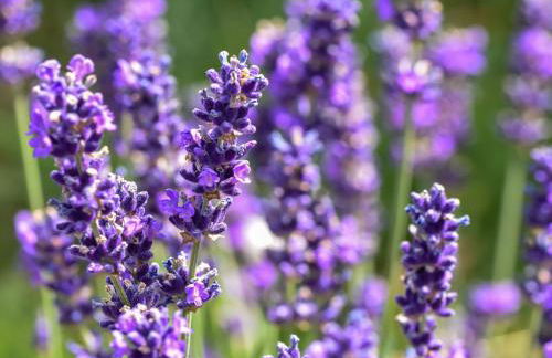 Holiday Home in Forest with Terrace & BBQ - Foto 51