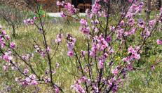 Isora - La Retrinca - Foto 4, Garden view