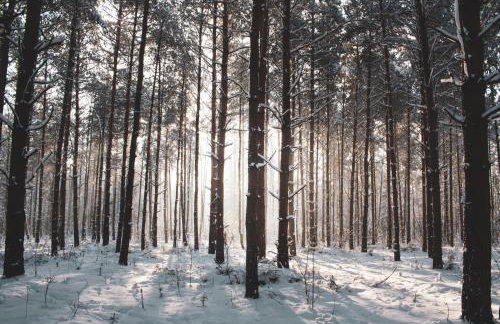 Jarzębinowa - artystyczny dom na Podlasiu - Foto 62
