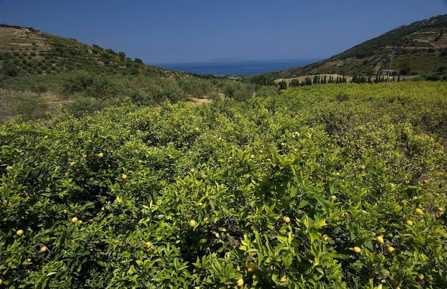 La Collina degli Ulivi - Casa Limoni 2 - Foto 15