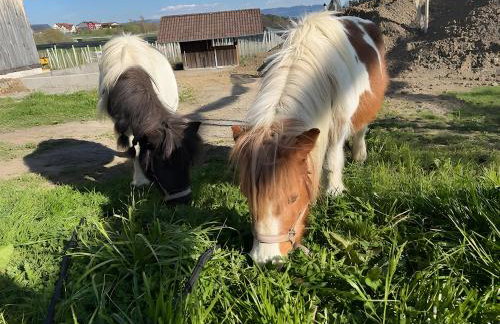 Obsthof Mainberger - Foto 12