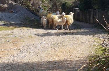 Kuća za odmor Suzi - Foto 37