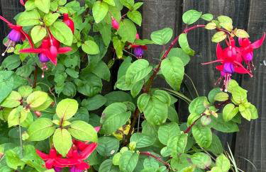 Valentine Cottage, Aylsham - Foto 52