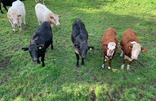 Little Bo Peep - Foto 16