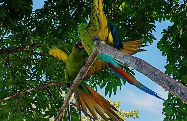 Green Jungle House - Photo 44