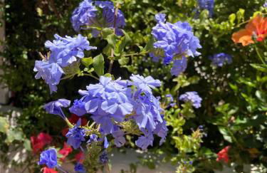 Casinha Serena by east ALgarve guest - Foto 25