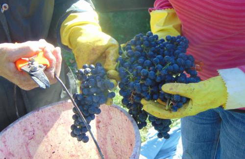 Wildberghof - Foto 9