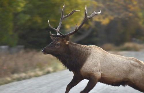 Gorgeous Jackson Hole Condo in Top location with Great Views and Private Deck with Barbeque! - Foto 43