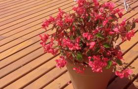 Bangalô Sonho na Serra - Foto 79