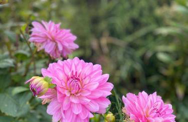 Haus Masur - Photo 5