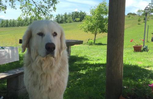 Farmhouse in Apecchio with Pool & Spa - Foto 7