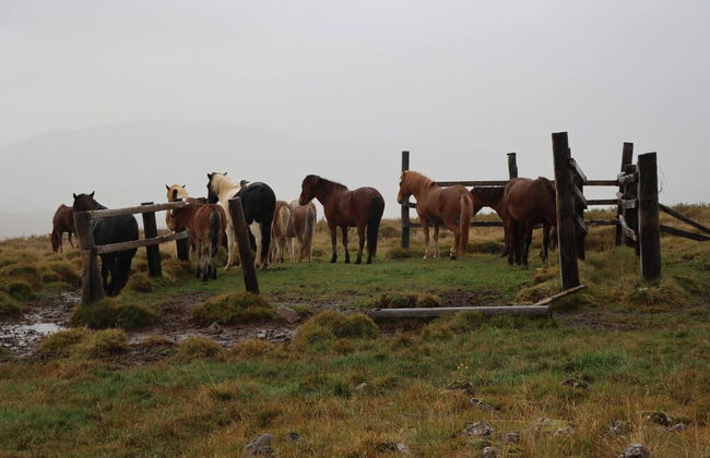 Hólakot Cabin In Golden Circle - Photo 46