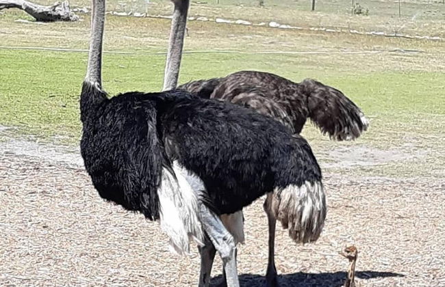 Groeneweide - Foto 39